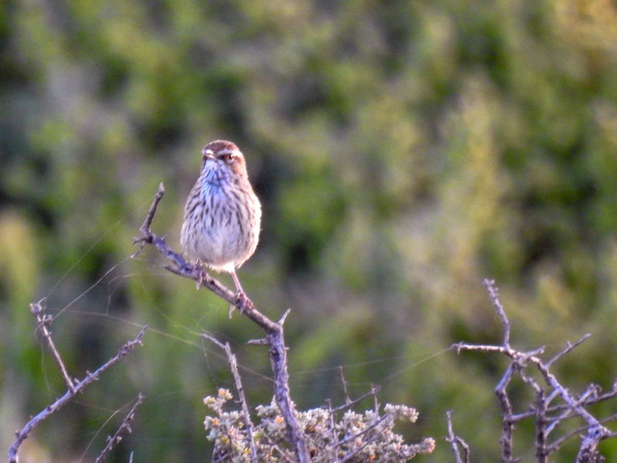 Rufous Fieldwren - ML618947628