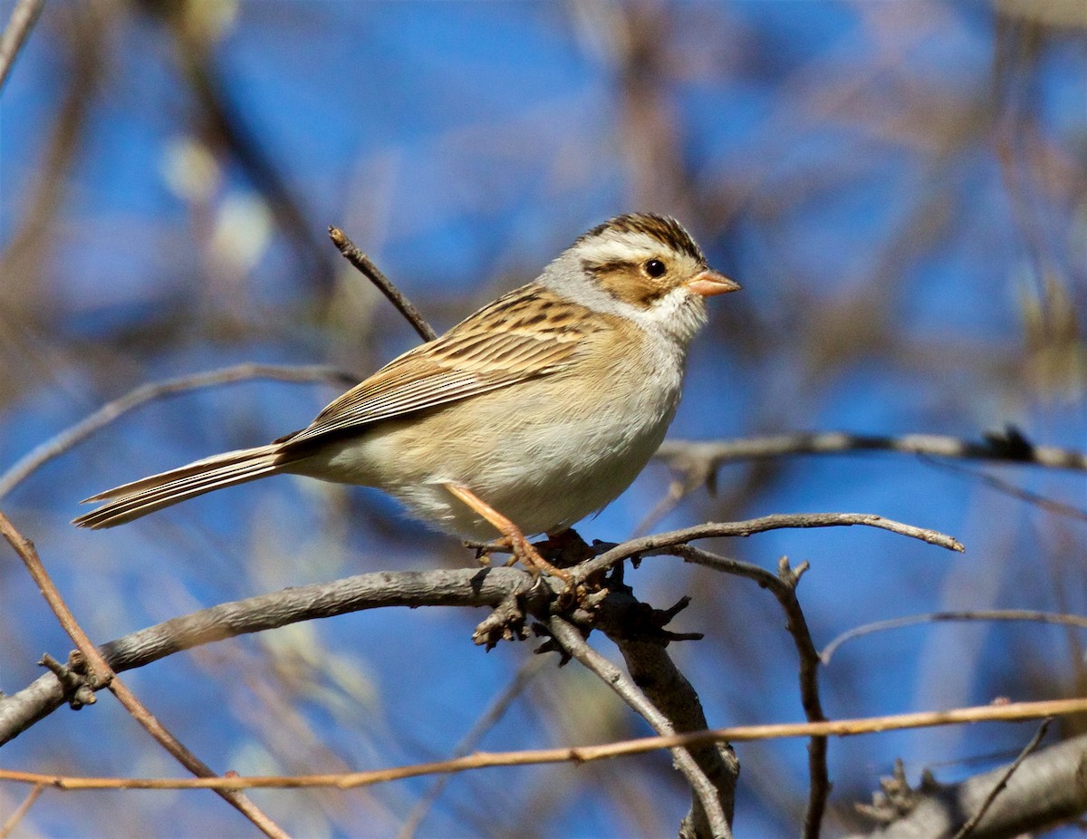Clay-colored Sparrow - ML618947641