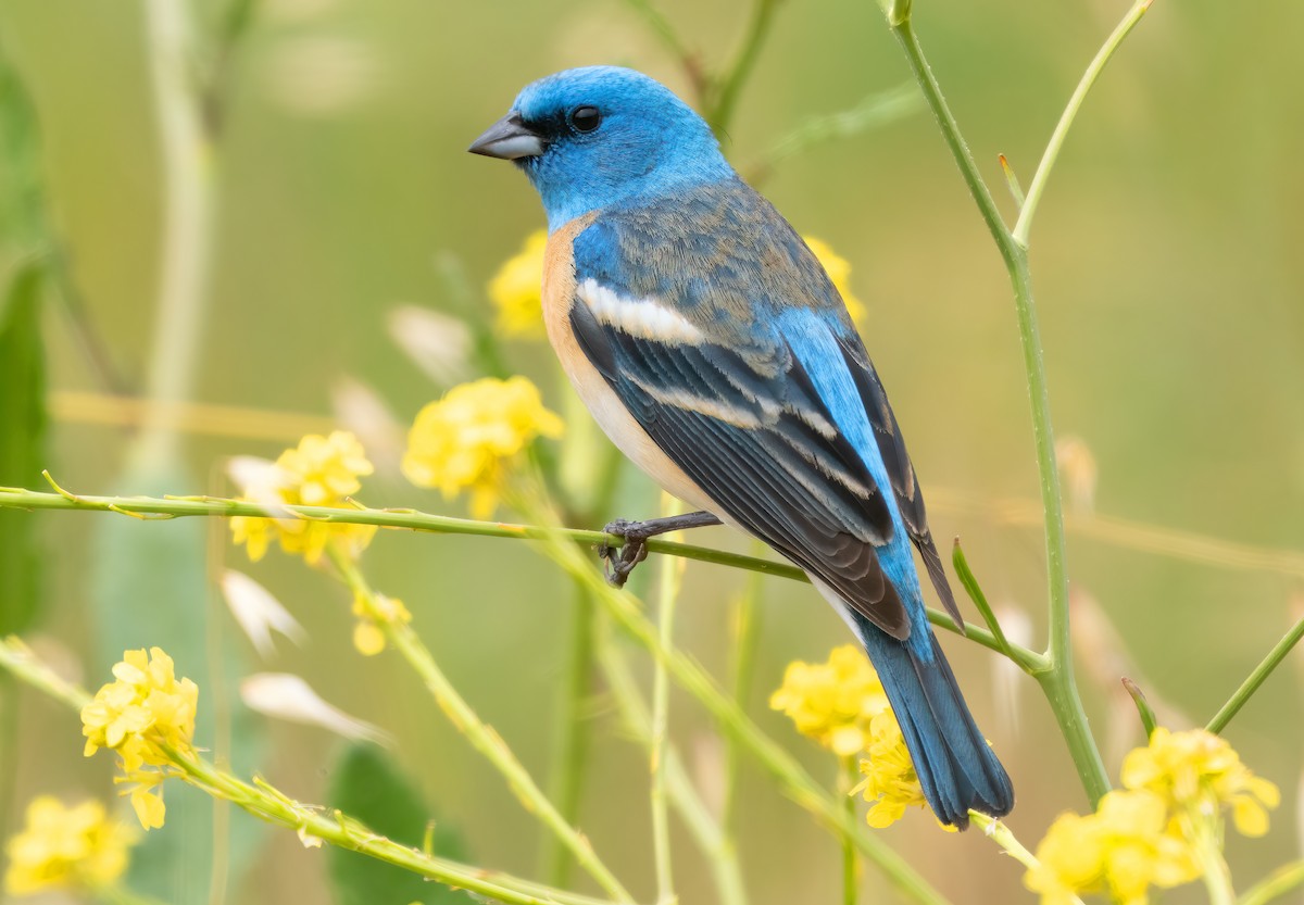 Lazuli Bunting - Mark Chappell