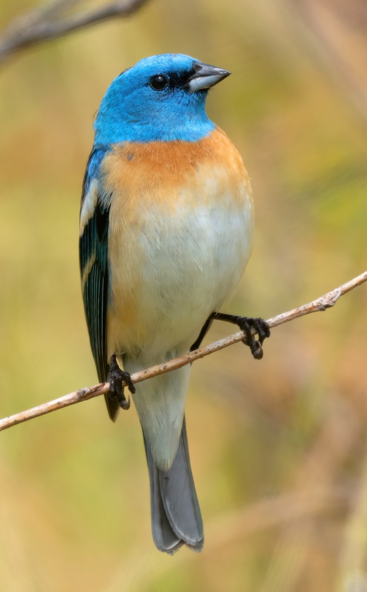 Lazuli Bunting - Mark Chappell