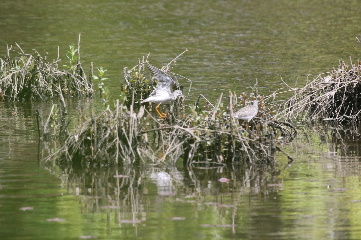 Lesser Yellowlegs - ML618947670