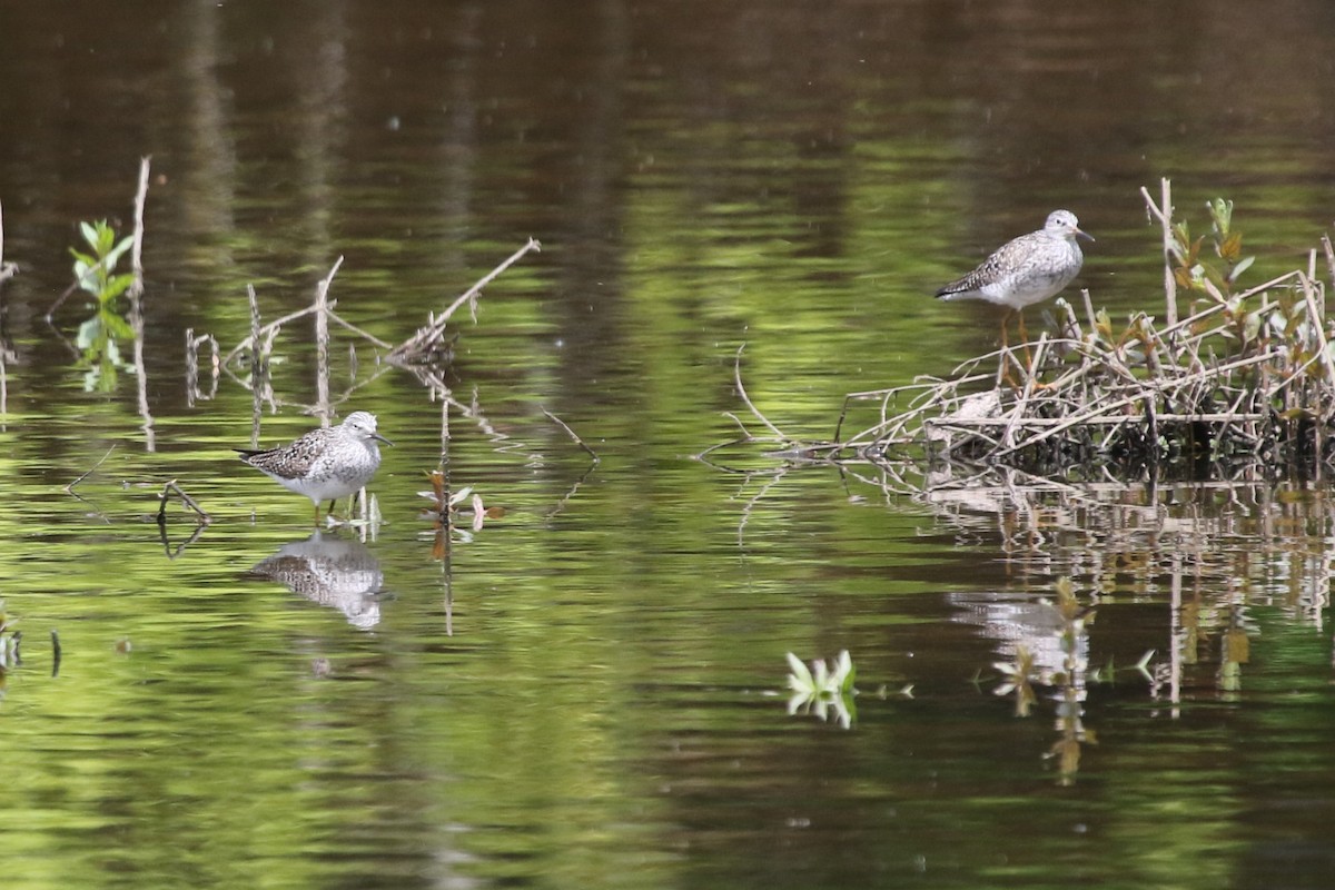 Lesser Yellowlegs - ML618947680