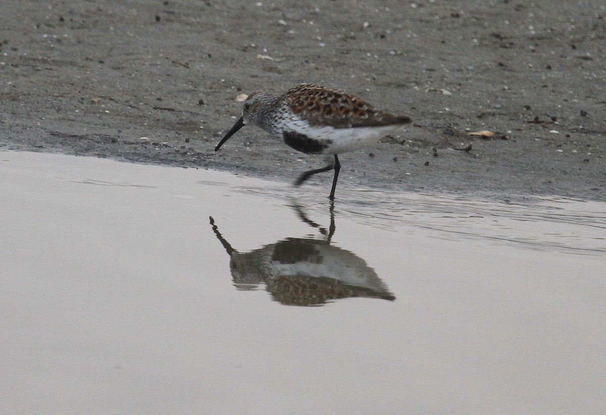 Dunlin - Esme Rosen