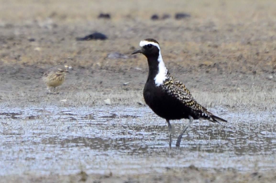 American Golden-Plover - ML618947689