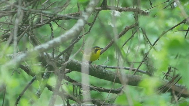 Kentucky Warbler - ML618947692