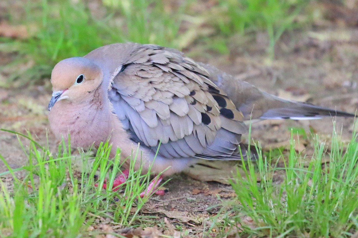 Mourning Dove - Scott Eaton