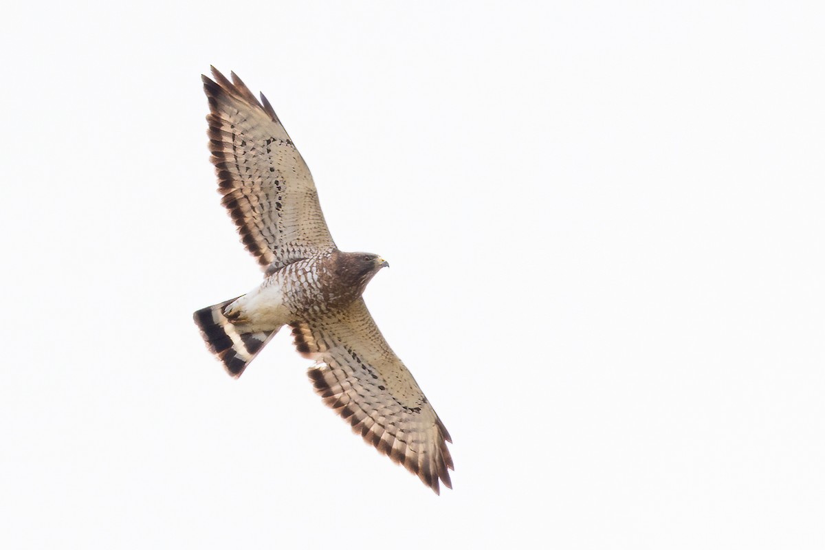 Broad-winged Hawk - Jeff Dyck