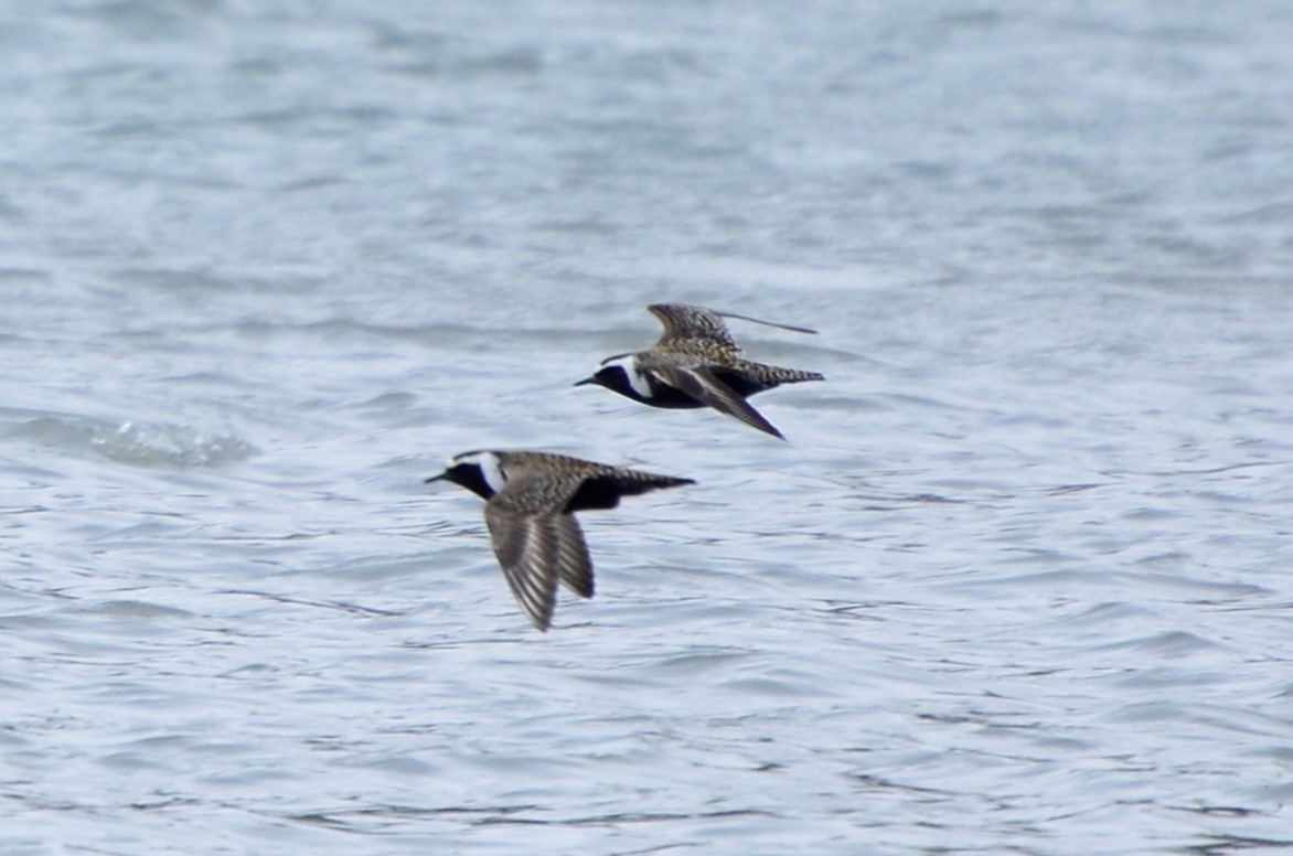 American Golden-Plover - ML618947697