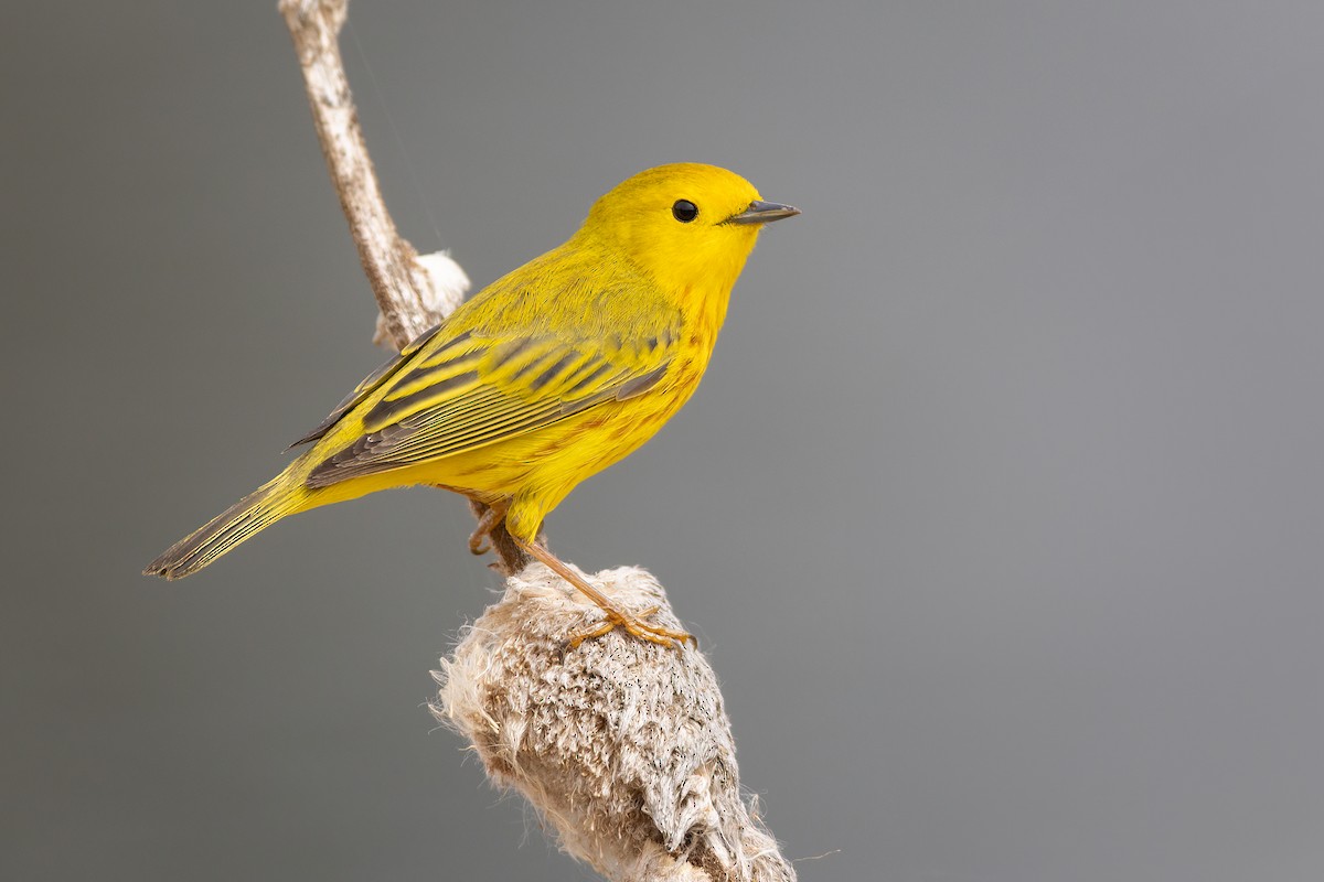 Yellow Warbler - Jeff Dyck