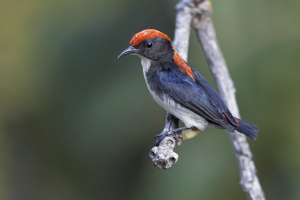 Scarlet-backed Flowerpecker - Se Chea