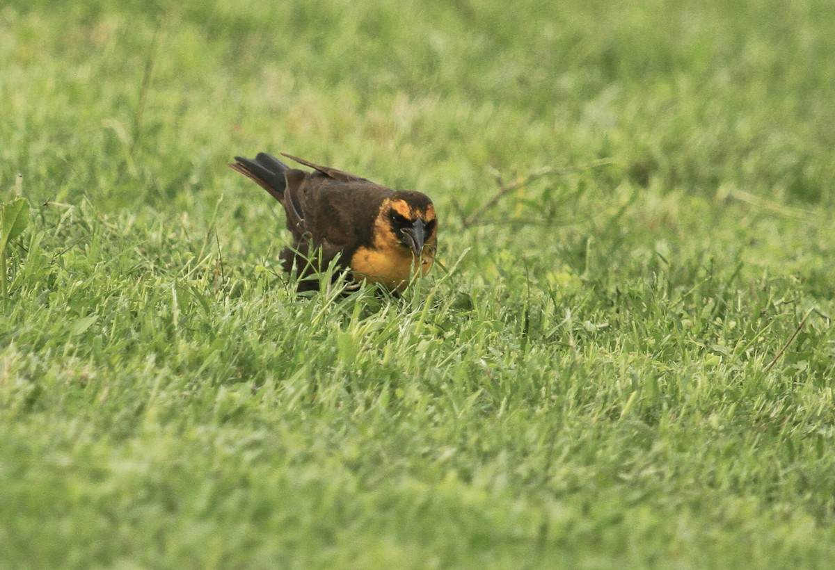 Yellow-headed Blackbird - ML618947711