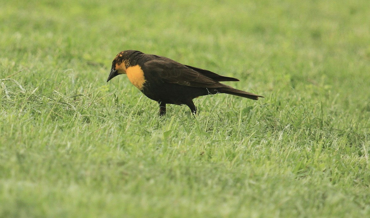 Yellow-headed Blackbird - ML618947715