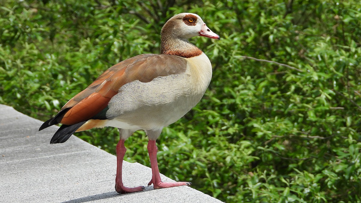 Egyptian Goose - Manuel García Ruiz