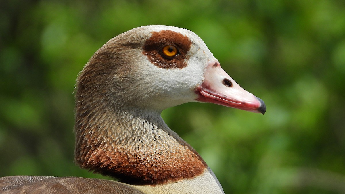 Egyptian Goose - Manuel García Ruiz