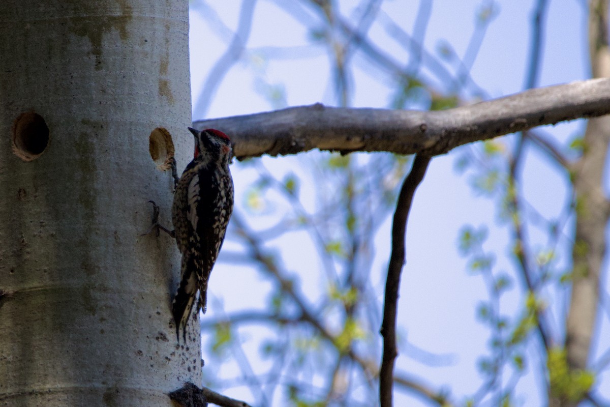 Red-naped x Red-breasted Sapsucker (hybrid) - Anonymous