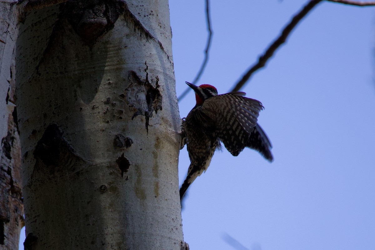 Red-naped x Red-breasted Sapsucker (hybrid) - ML618947749