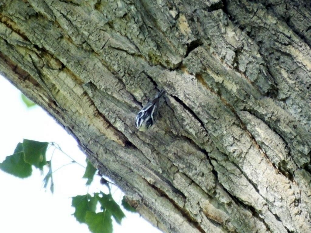 Black-and-white Warbler - Jon Becknell