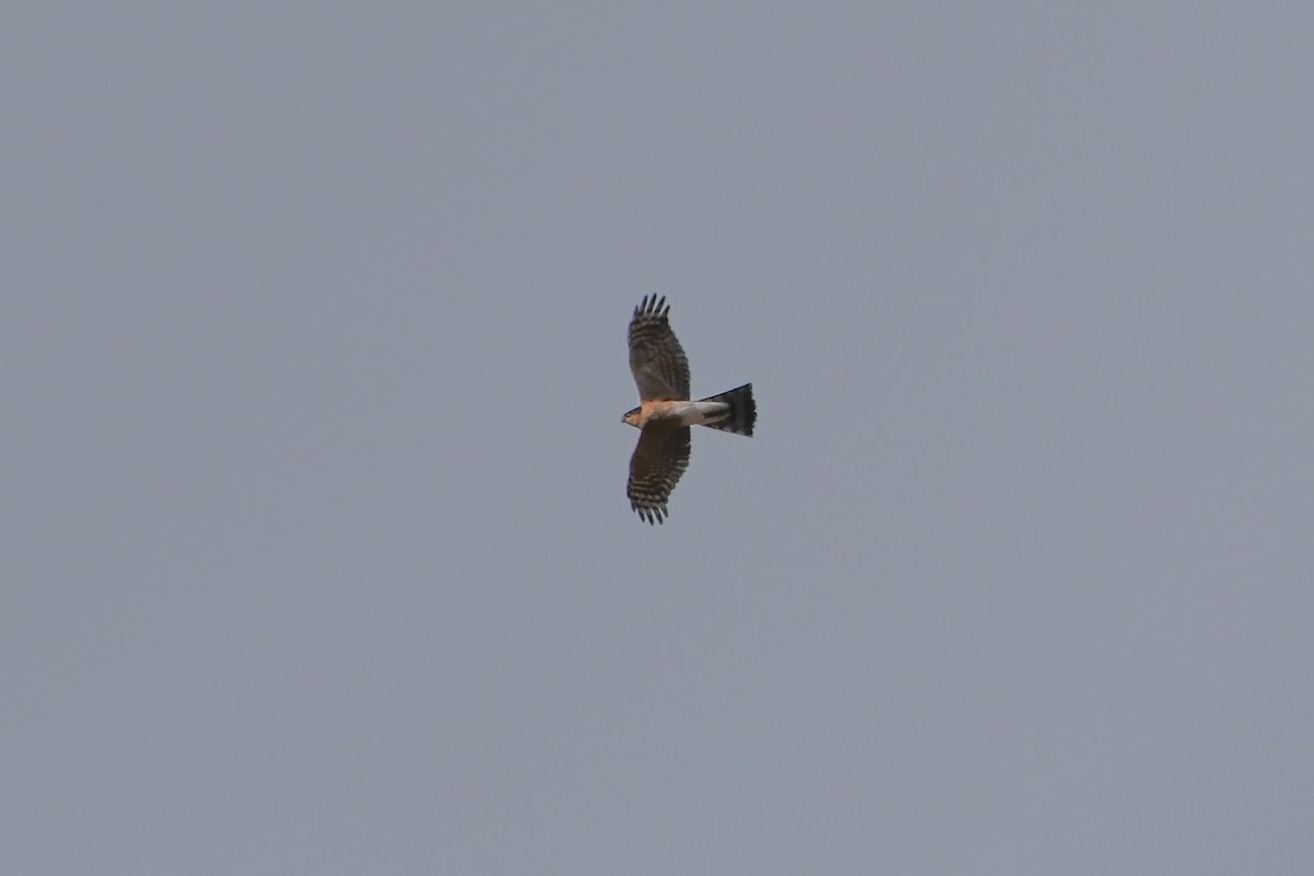 Eurasian Sparrowhawk - Oscar Vazquez