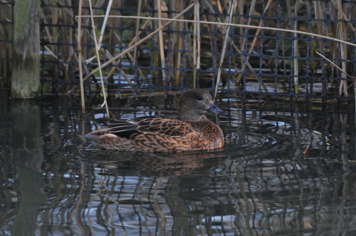 Northern Pintail - Dominic More O’Ferrall