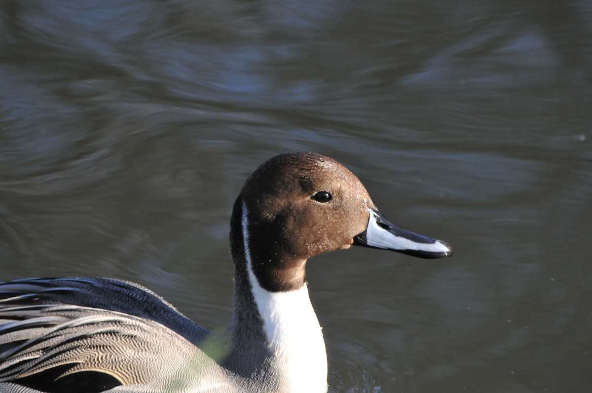 Northern Pintail - Dominic More O’Ferrall