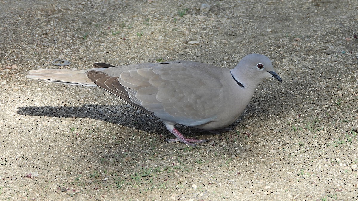 Eurasian Collared-Dove - Manuel García Ruiz