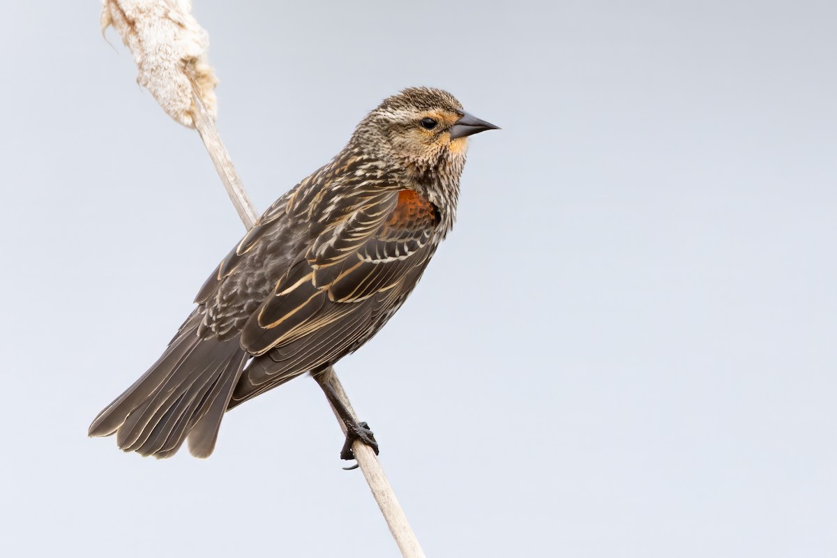 Red-winged Blackbird - Jeff Dyck