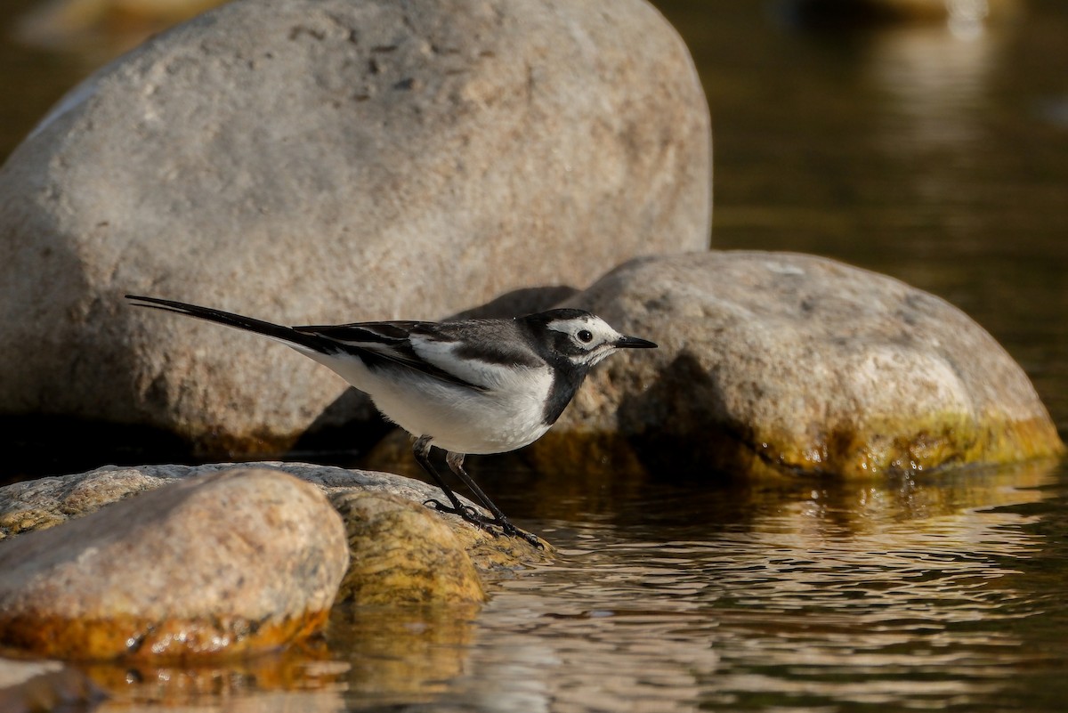 White Wagtail - Oscar Vazquez