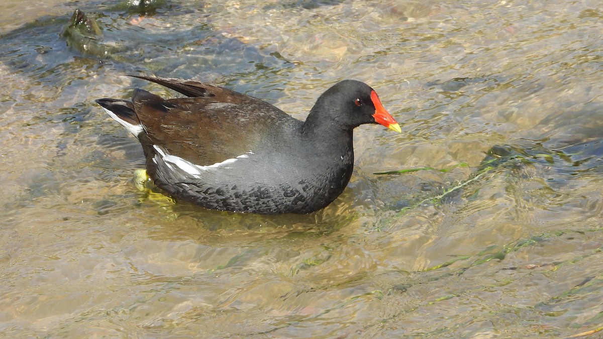 Eurasian Moorhen - Manuel García Ruiz