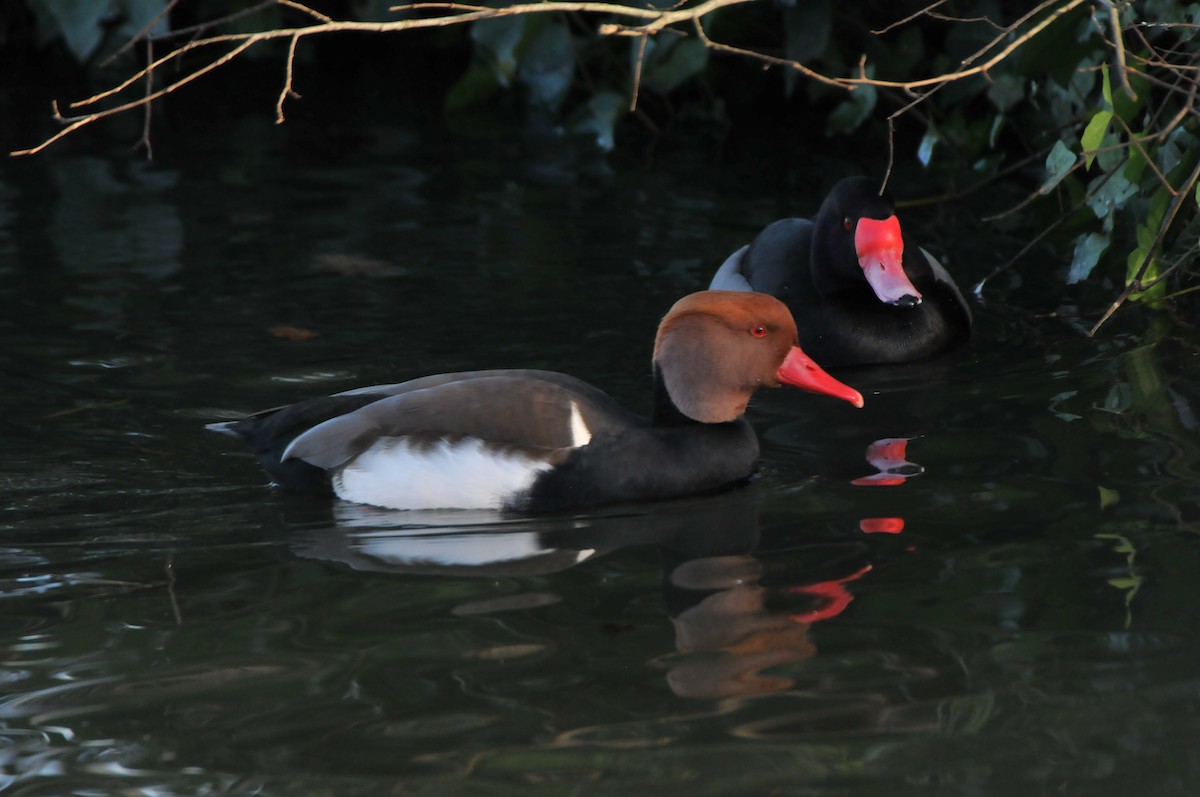 Red-crested Pochard - Dominic More O’Ferrall