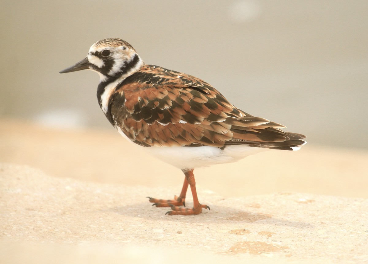 Ruddy Turnstone - ML618947812