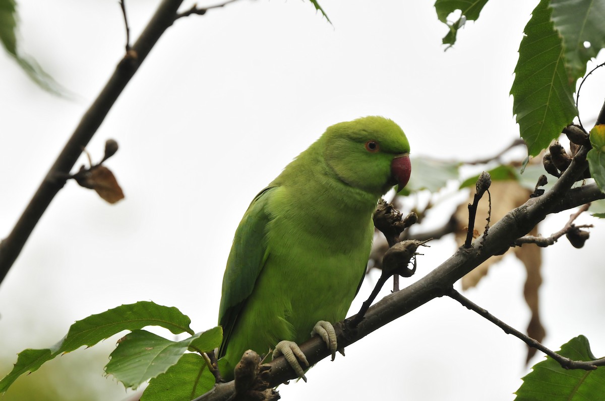 Rose-ringed Parakeet - Dominic More O’Ferrall