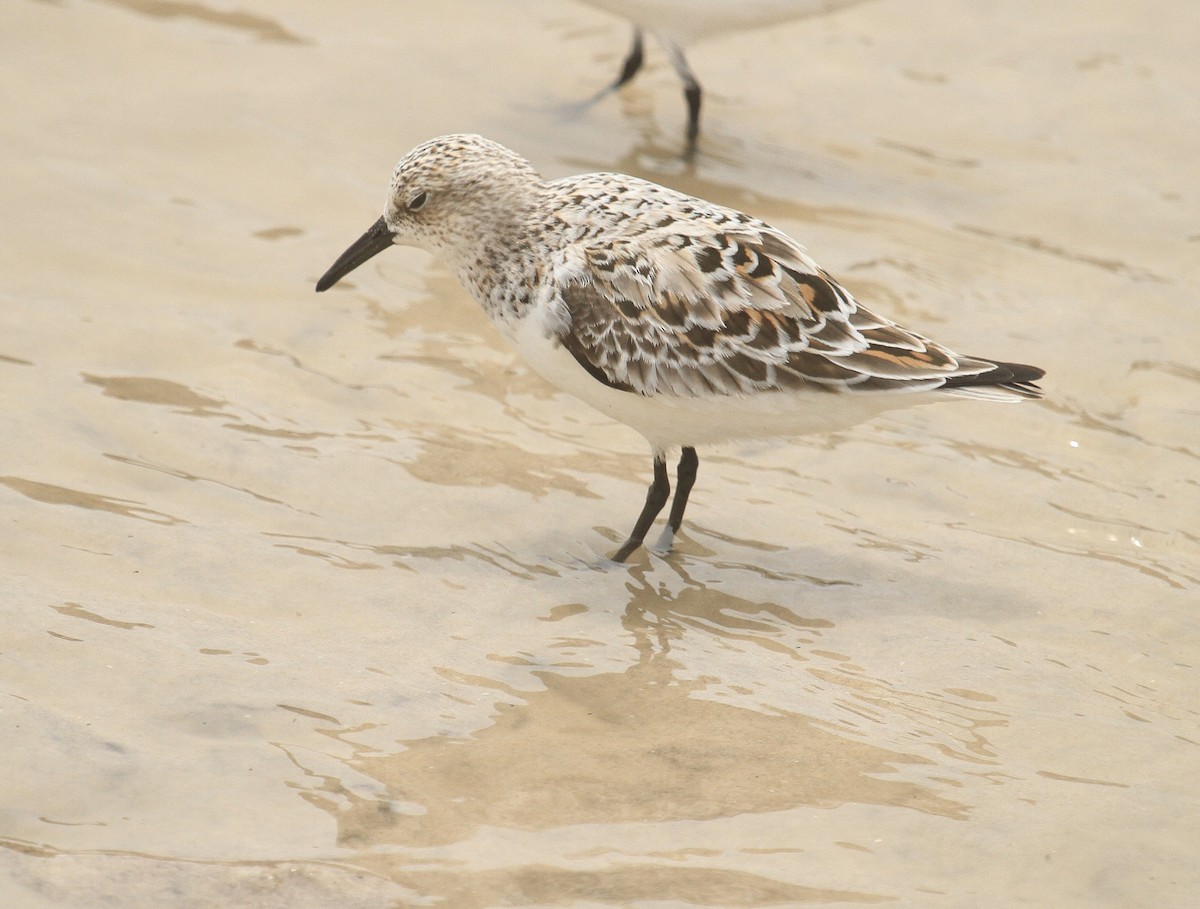 Sanderling - Esme Rosen