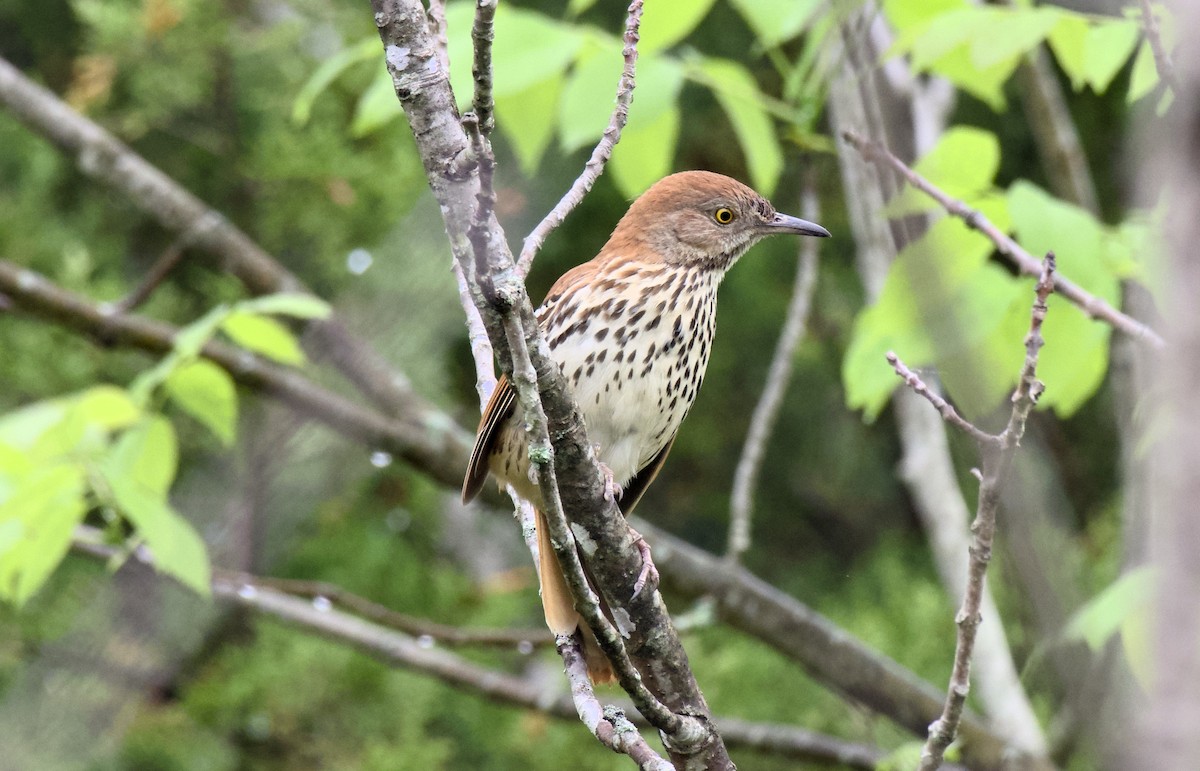 Brown Thrasher - ML618947832