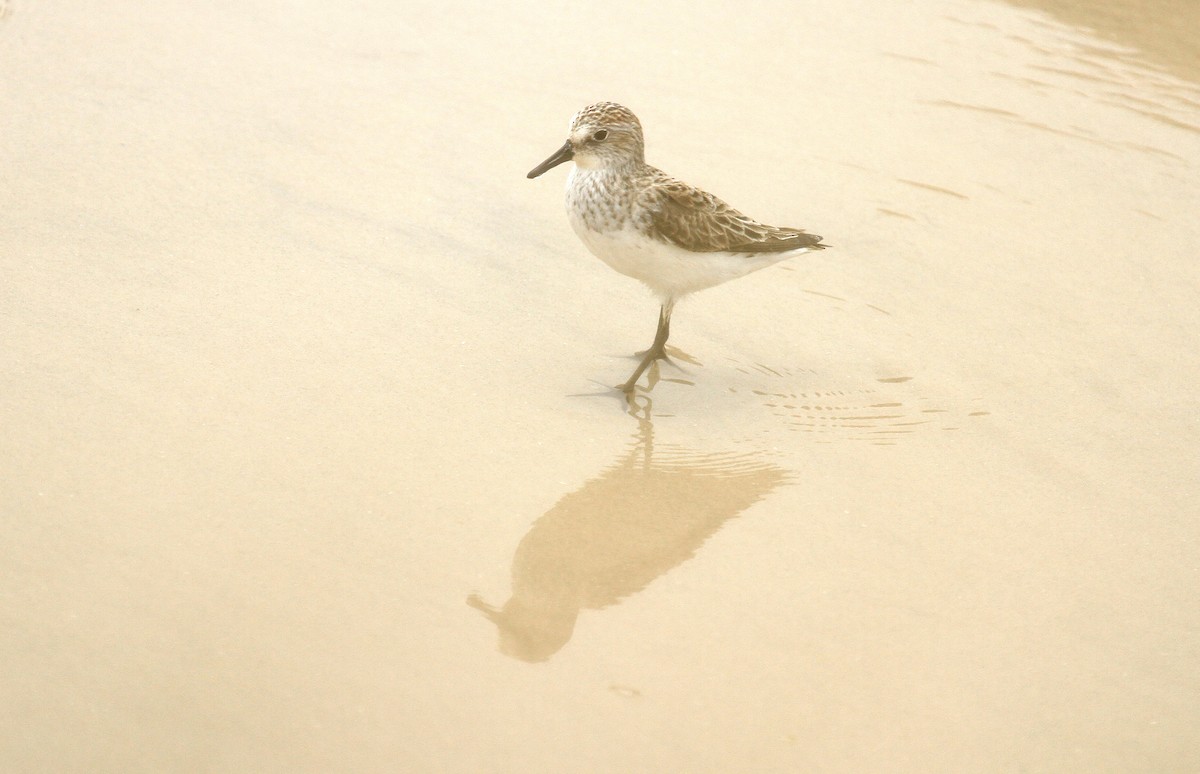 Semipalmated Sandpiper - Esme Rosen