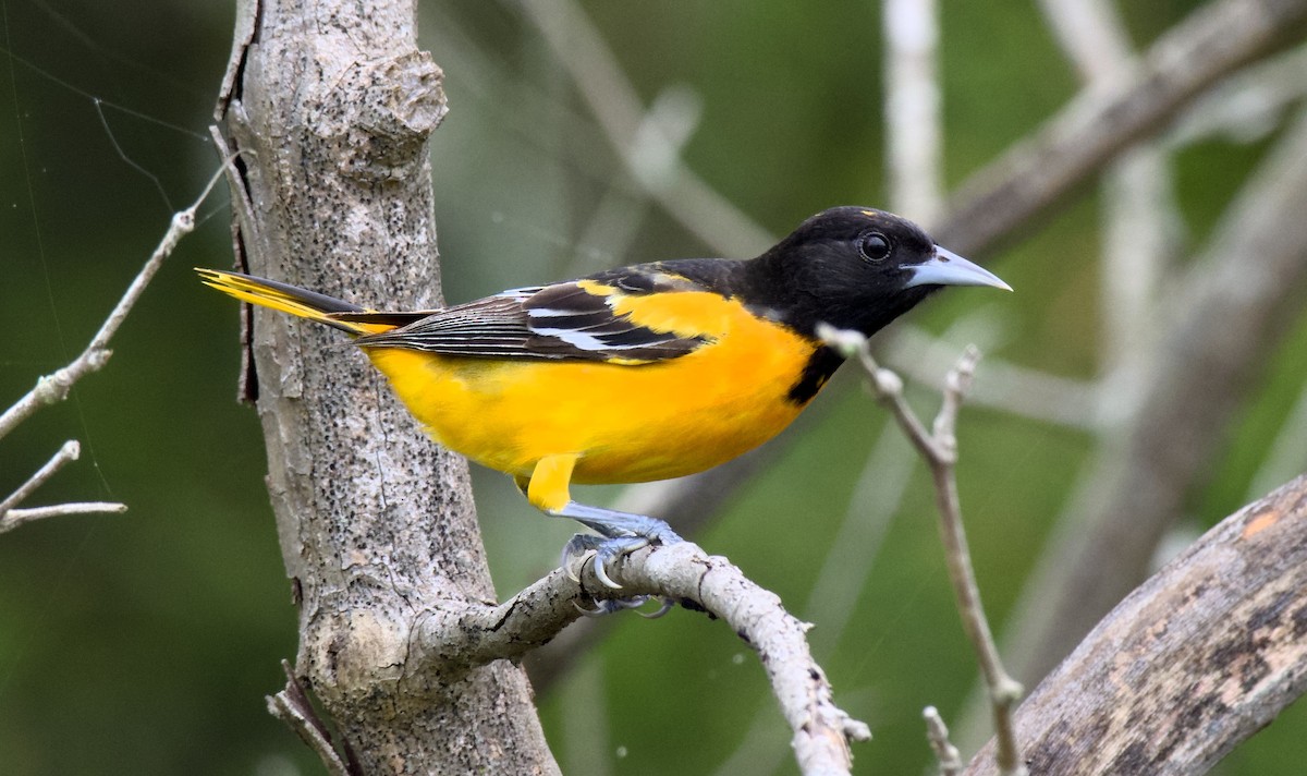 Baltimore Oriole - ML618947848