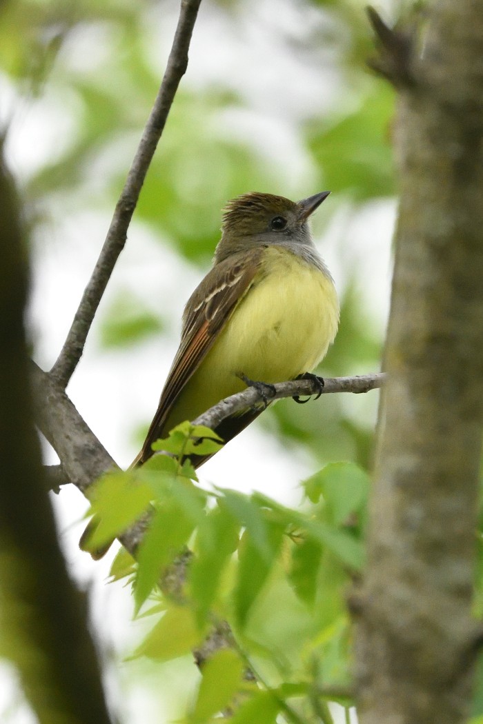 Great Crested Flycatcher - Dave DeReamus