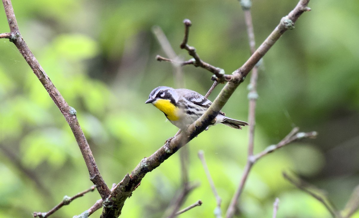 Yellow-throated Warbler - ML618947853