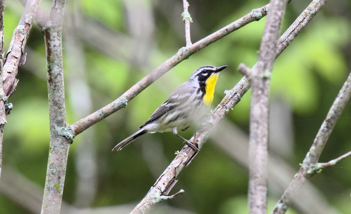 Yellow-throated Warbler - Rickey Shive