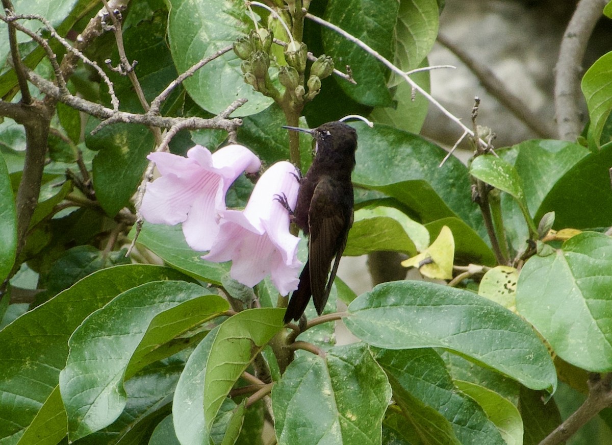 kolibřík mourovatý - ML618947859