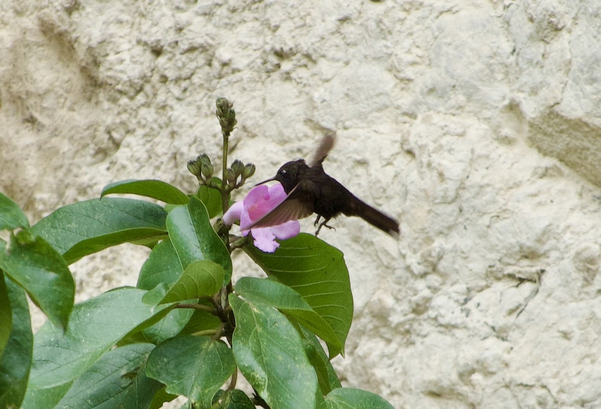 kolibřík mourovatý - ML618947860