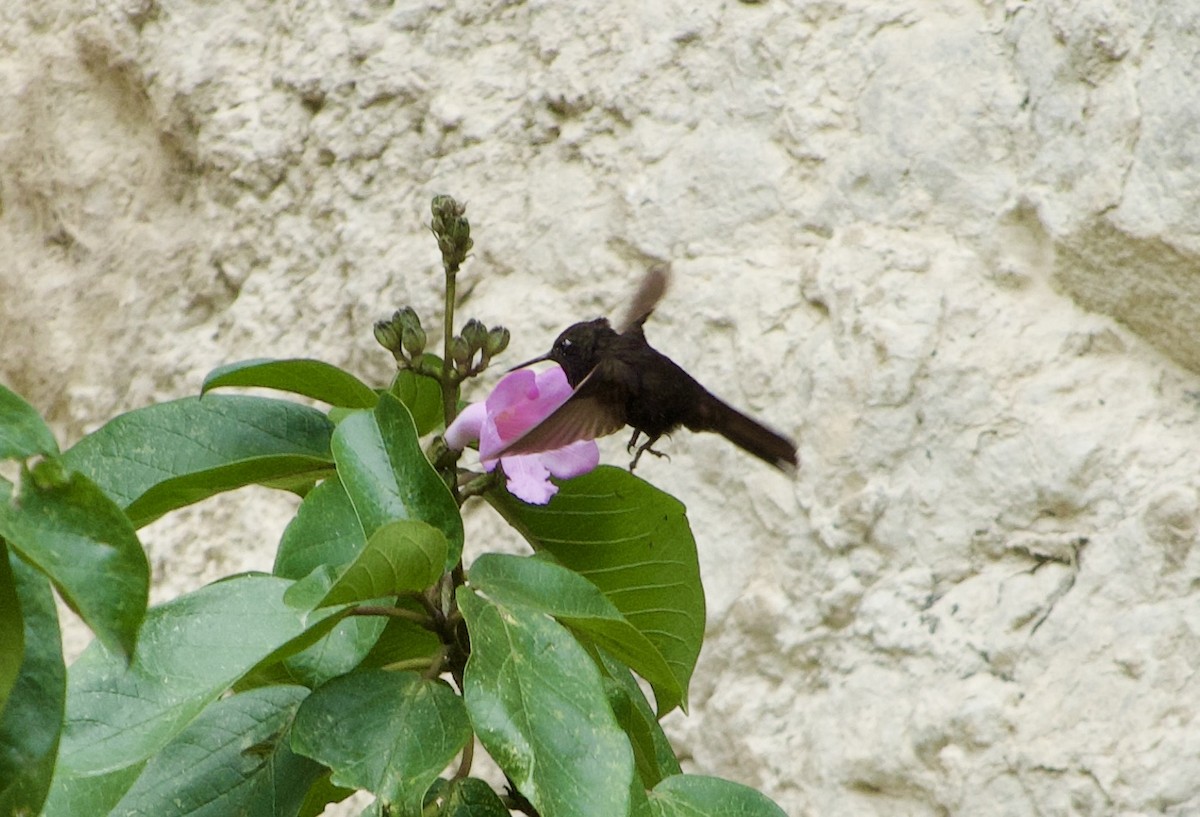 Black Metaltail - Frances Oliver