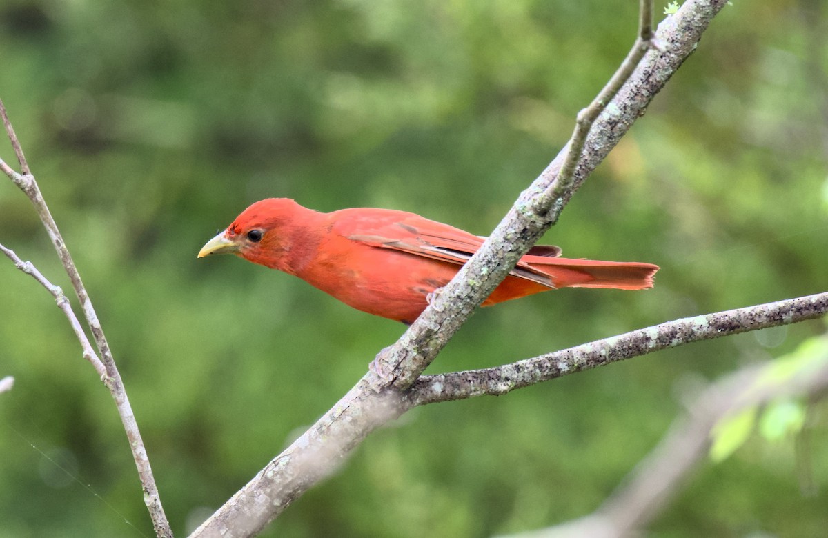 Summer Tanager - ML618947867