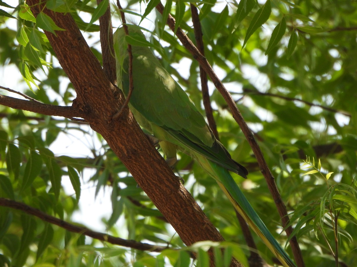 Rose-ringed Parakeet - ML618947918