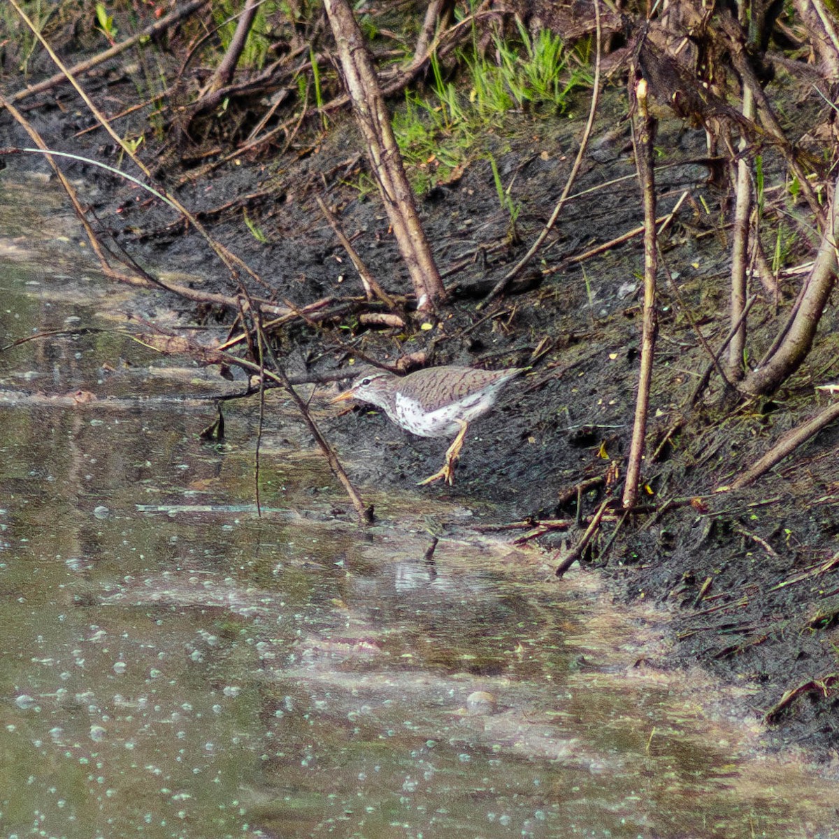 Spotted Sandpiper - ML618947919