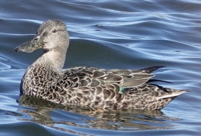 Australasian Shoveler - ML618947921