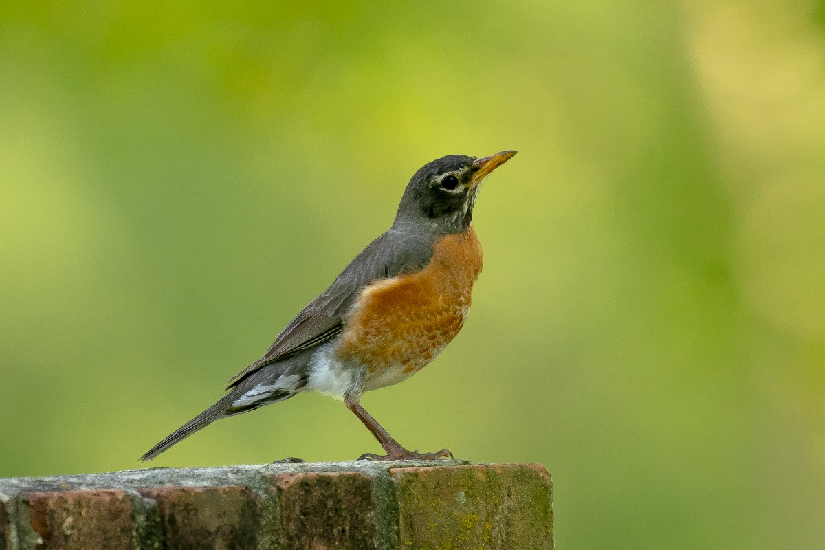 American Robin - Slawomir Dabrowski