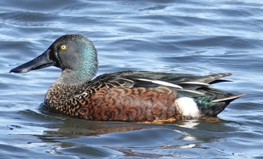 Australasian Shoveler - ML618947951