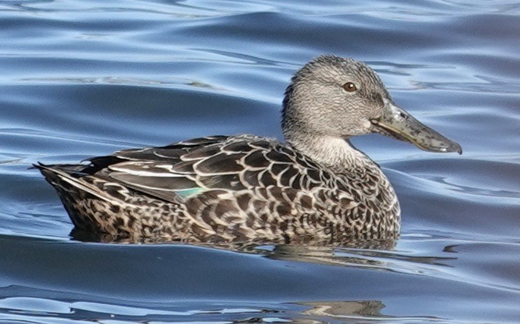 Australasian Shoveler - Robert Morison and Joyce Ives