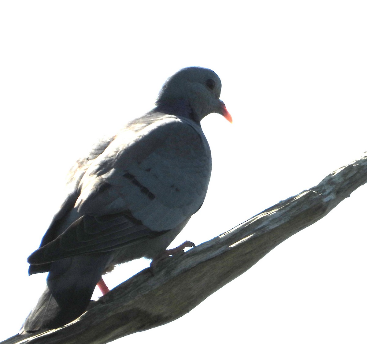 Stock Dove - ML618947956