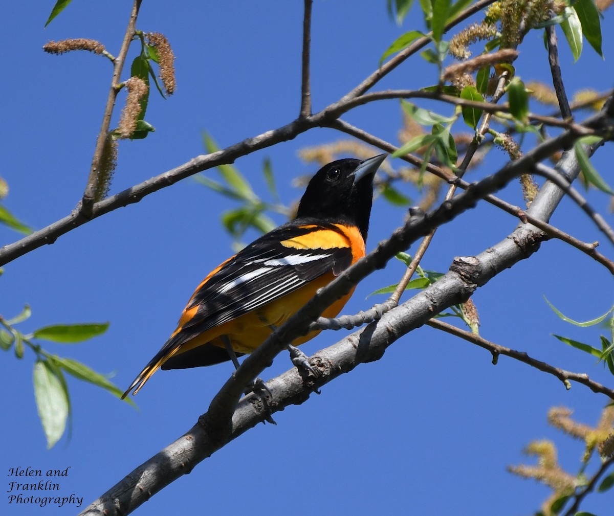 Baltimore Oriole - Helen and Franklin Chow